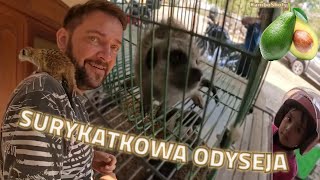 Po pas w pieprz | SURYKATKOWA ODYSEJA #polacywkambodzy #polacywazji #polacyzagranica #meerkat