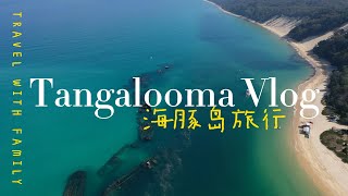 老少皆宜的海豚岛Tangalooma-布里斯班周边游，澳洲生活