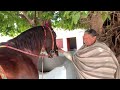 visiting potha sher village in azad kashmir trained horses of chaudhry yaseen’s stable