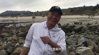 退潮后满地都是海货，闲牛捡海螺、挖青口、抓螃蟹，这赶海才过瘾