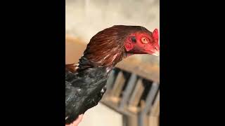 #shoq #aseel  #aseellovers #murga #aseelmurga #rooster #kabutar #pigeon #kaboota