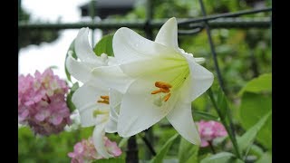 小さな窓の花ごよみ 641 白百合の花 ♪ オーラ・リー：シェイリー ♪