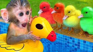 Monkey Baby BonBon Fry Eggs and Swim with Cute Ducklings and Cute Puppy - Crew BonBon