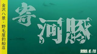 2022.8.12 金沢八景・野毛屋釣船店・寄り河豚・釣りでしか味わえない極旨河豚