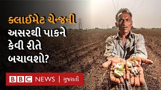 Climate Change ની કપાસ અને મગફળીના પાક પર કેવી અસર પડે છે? Explainer