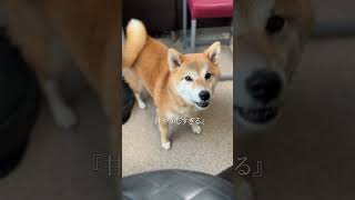 No120 柴犬（愛犬）をわがままにしてしまうNG行動 #柴犬 #柴犬との暮らし #柴犬と暮らす#dog #short