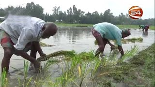 টাঙ্গাইলে পানি নামতে শুরু করায় আমনের চারা রোপনে ব্যস্ত কৃষকরা