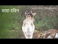 deer হরিণ description of the deer