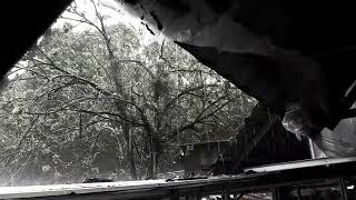 Restful Sleep with Heavy Wind, Thunder Rumbling \u0026 Rain Pouring on Worn Tin Roof in Gloomy Forest