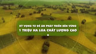 Kỳ vọng từ đề án 1 triệu ha lúa chất lượng cao tại ĐBSCL | VTC16