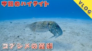 【石垣島ダイビングVlog】竹富島はコブシメがいっぱいでした