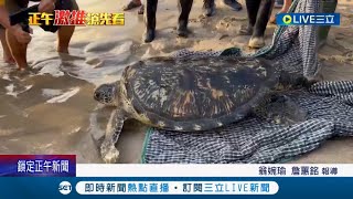 回歸海洋！ 澎湖大義宮5海龜\