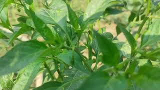 Chilli Cultivation Method | About Chilli Cultivation