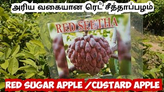 புதிய ரெட் சீதா பழம் செடி | சிவப்பு சீதா பழம் | அரிய வகை சீதா | Red seetha fruit #red #sugar apple