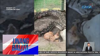 Buhay na pusa, hinihinalang ipinakain sa sawa sa isang mini zoo | Unang Balita