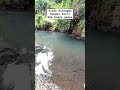 padahal sungai kecil tapi siapa sangka hidup seekor buaya buaya buayabesar buayadarat florafauna