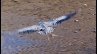 アオサギ調布地区 2025 01 09 #アオサギ #野鳥 #birds #wildlife #nature #自然観察ぶらり散歩