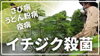 【イチジク】サビ病が出たので殺菌剤散布しました