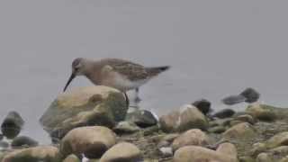 CURLEW SANDPIPER - NOSTERFIELD SEPTEMBER 13th 2014