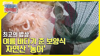 [최고의 밥상] ※농어 먹고 기운과 인기가 치솟는 중※ 여름 바다가 준 보양식 ★농어★ KBS 210624 방송