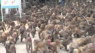 大分 高崎山 サルのごはん 集団