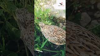 lovely quail #shortvideo #partridge #bird #shortfeed #greypartridge #blackfrancolin #p#birdslover