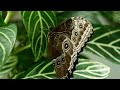 butterfly garden 4k insect world healing melodies infused with captivating birdsong 35