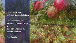 Resultados del ensayo en manzana - Agroleaf Liquid Calcium+