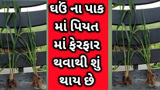 કાસા ઘઉં પીય જવાથી શૂ ફેરફાર જોવા મળે છે. ઘઉં ના પાક ની માહિતી ||