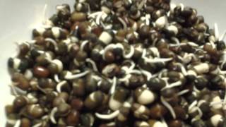 Sprouted black mung beans