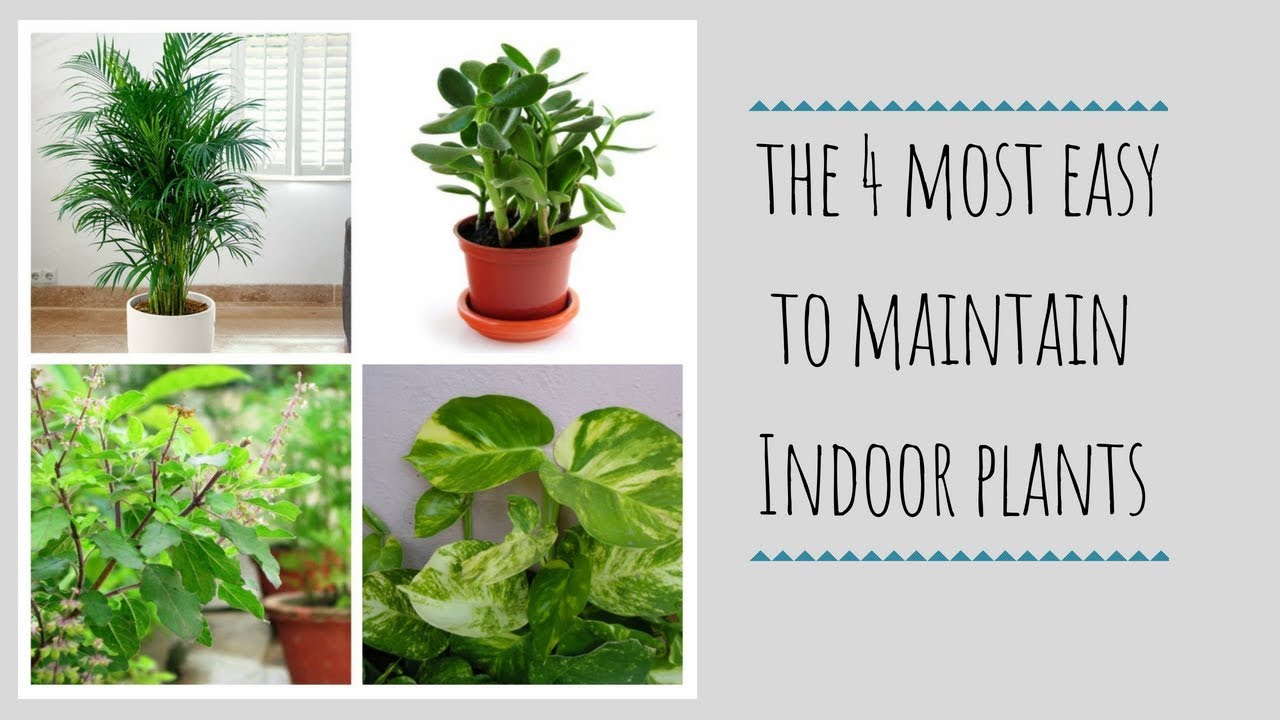 The 4 (Four) Best Easy To Maintain Indoor Plants | Low Maintenance ...