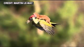 Weasel Hitches Ride on Woodpecker