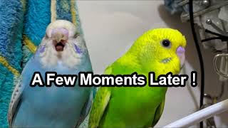 Budgerigar Bathing | Parrot Cleaning