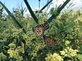 The Monarch Butterfly migration on Fire Island