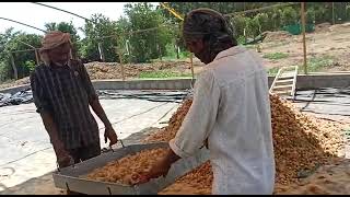 Arecanut processing