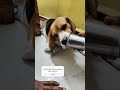 வஞ்சகம் இல்லாத scooby அன்பு beagleworld tamilstatus beagleclub doglover funny scoobydoo