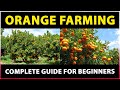 Orange Farming: Tips for Successful Cultivation