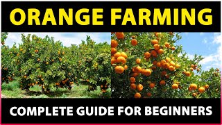 Orange Farming: Tips for Successful Cultivation