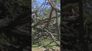 Tornado aftermath in Arkansas: Damage at homes, cemetery