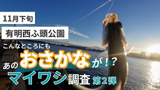 【有明西ふ頭公園】この釣り場にマイワシが！？東京の穴場でサビキ釣り！【11月下旬】