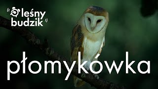 Leśny Budzik - Płomykówka