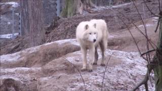 Vlk arktický v zimní ZOO Tábor