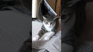 新聞紙を押さえる猫😸 - Newspapers and cats - #shorts