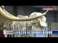 林旺.馬蘭骨骼標本 重回動物園－民視新聞