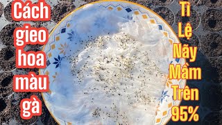 How to sow flower seeds with over 95% germination