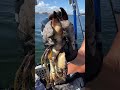 Stone Crabbing 101: Taking Off a Claw!