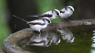 権現山バードサンクチュアリのエナガの水浴び　その４６（4K60P動画）