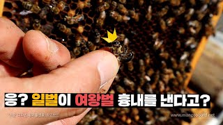 일벌이 여왕벌을 숙청하고 여왕벌 행세를 한다! 신기한 꿀벌 생태 (eng)