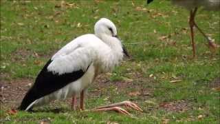 Yoga mit Storch Roderich - Yoga with stork Roderich