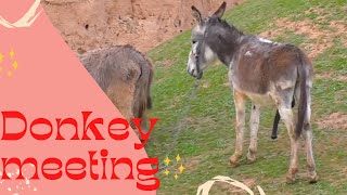 Donkey meeting successful in our village
